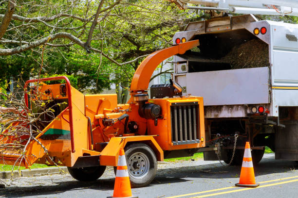 Best Tree Trimming and Pruning  in Beckett, NJ